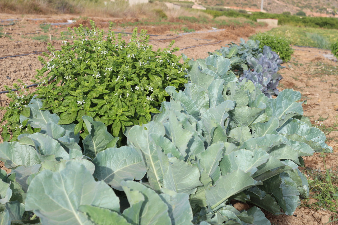 Las coliflores y lombardas junto a la albahaca