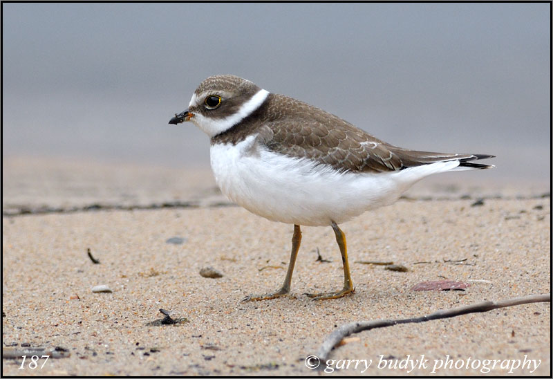 Semipalmated Plover, Sunset Beach, Lake Winnipeg, Manitoba