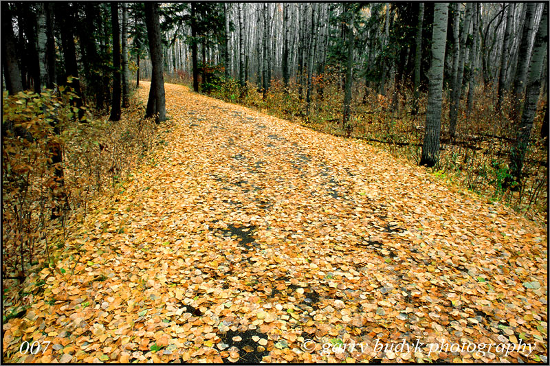 Autumn Trail, Bird's Hill Provincial Park, Manitoba