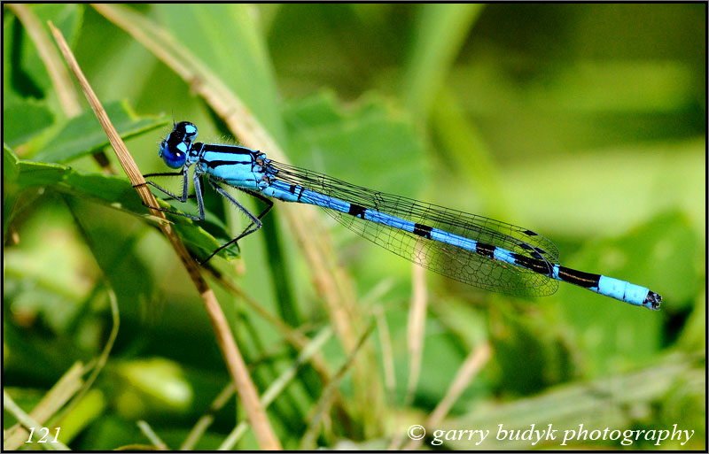 Boreal Bluet, Nopiming Provincial Park, Manitoba