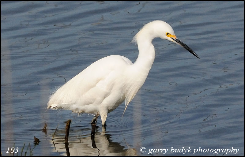 Snowy Egret, Winnipeg, Manitoba