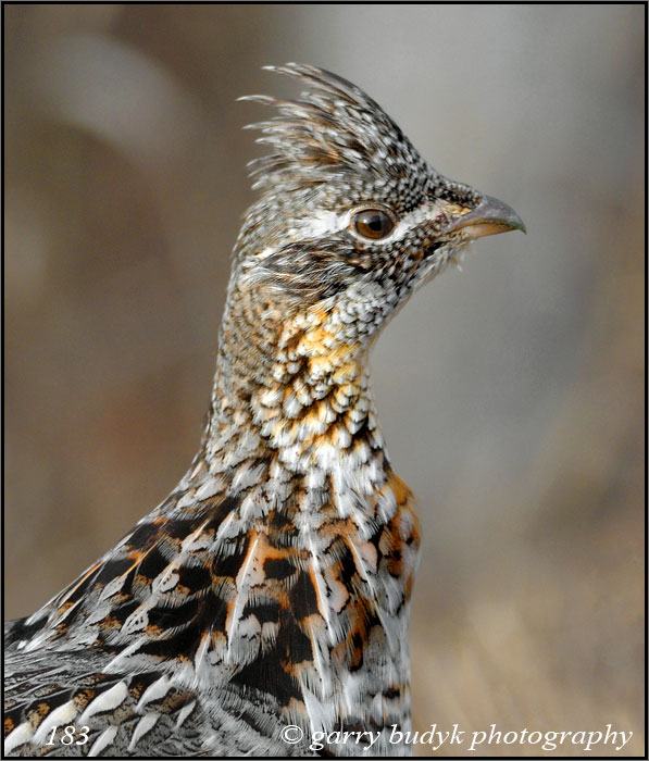 Ruffed Grouse, Sandilands Provincial Forest, Manitoba