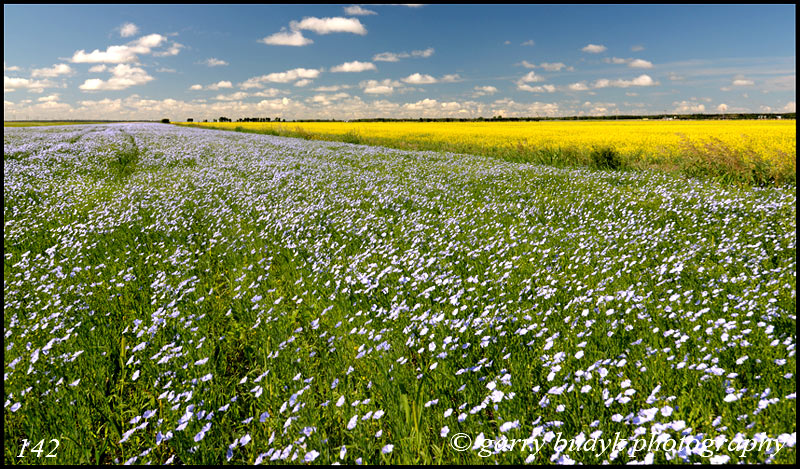                                                                                                                          Flax and Canola,  Rockwood, Manitoba