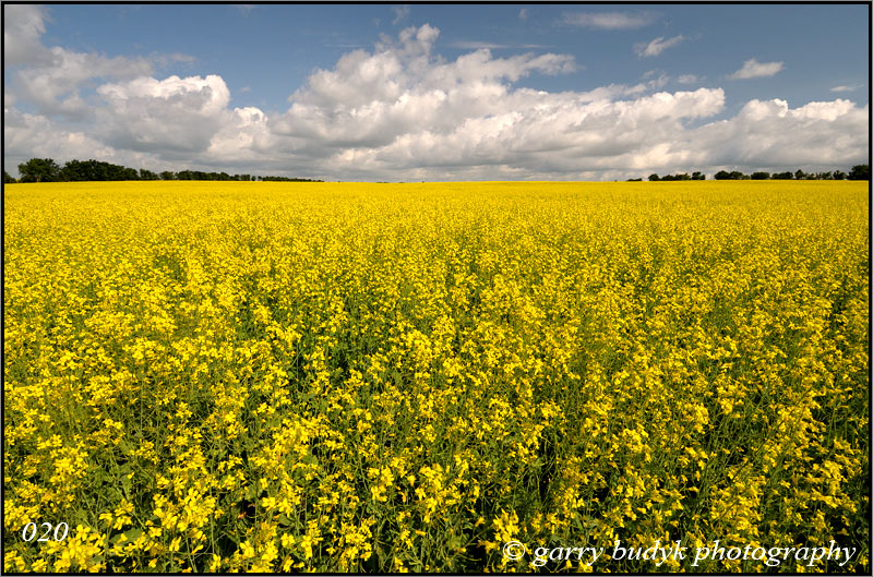 Blooming Canola, Morden, Manitoba