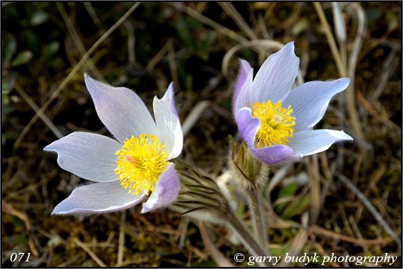 Prairie Crocus, Sandilands Provincial Forest, Manitoba