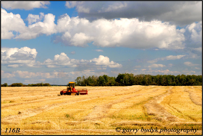 Swathing Wheat, Beausejour, Manitoba