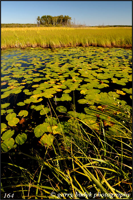 Boreal Wetland,  Sandilands Provincial Forest,  Manitoba