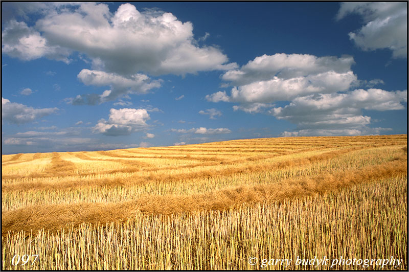 Swathed Canola, Notre Dame de Lourdes, Manitoba