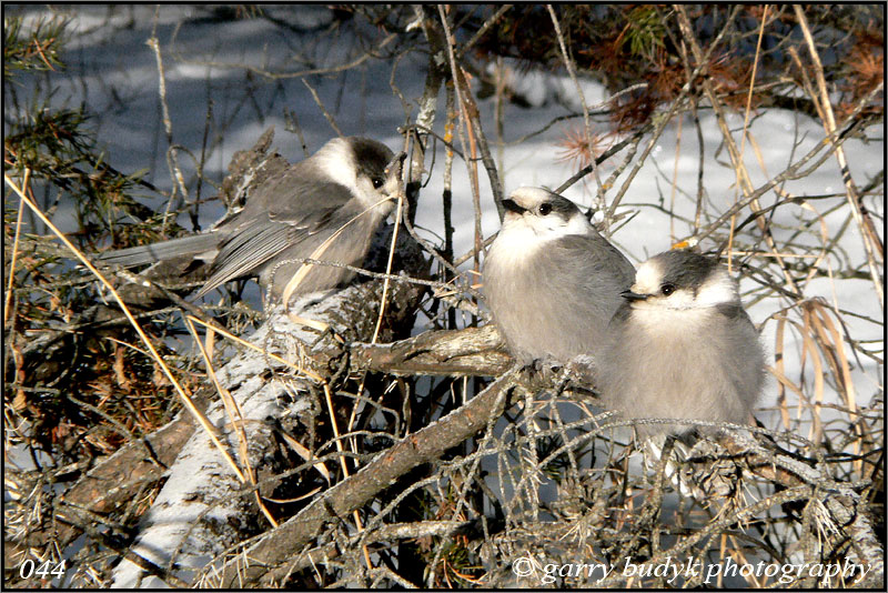 Gray Jay Trio, Agassiz Provincial Forest, Manitoba