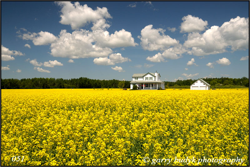 Canola View, Dugald, Manitoba