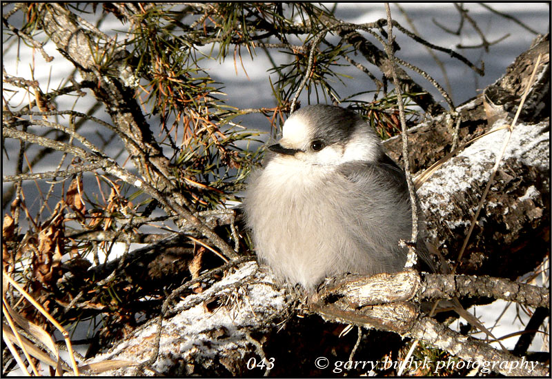 Gray Jay, Agassiz Provincial Forest, Manitoba