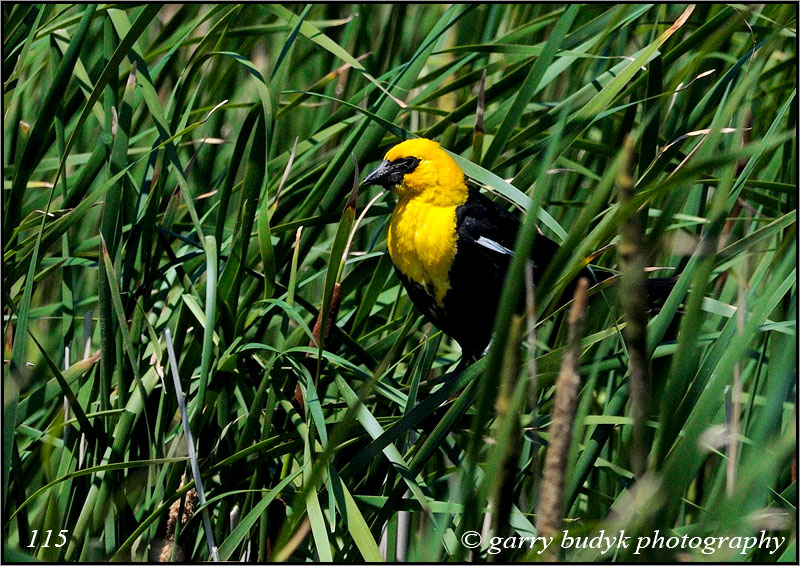 Yellow-headed Blackbird, Whitewater Lake, Manitoba