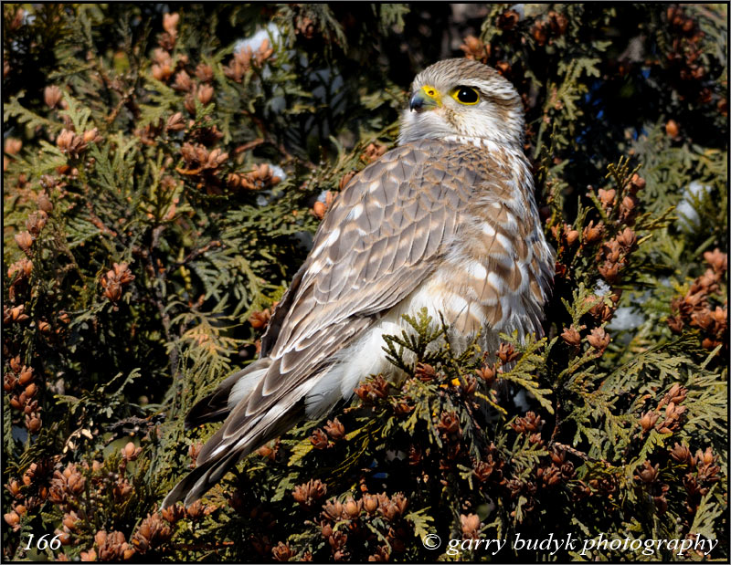 Merlin, Winnipeg, Manitoba