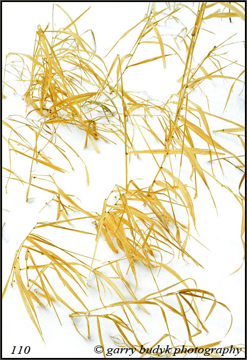 Winter Grass, Netley Marsh, Manitoba