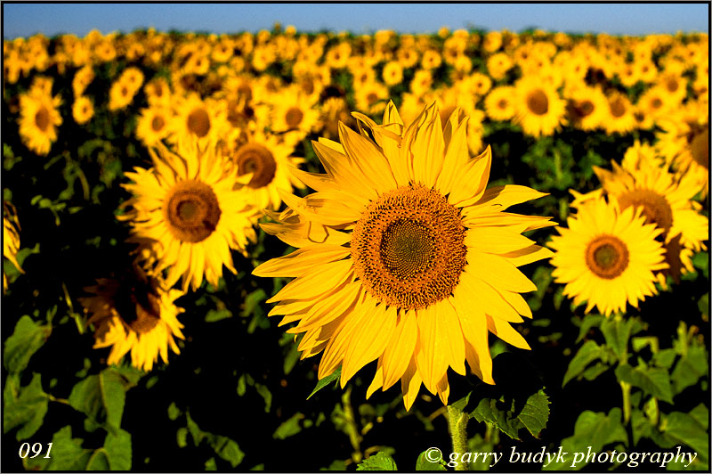 Sunflower Field, Springfield, Manitoba