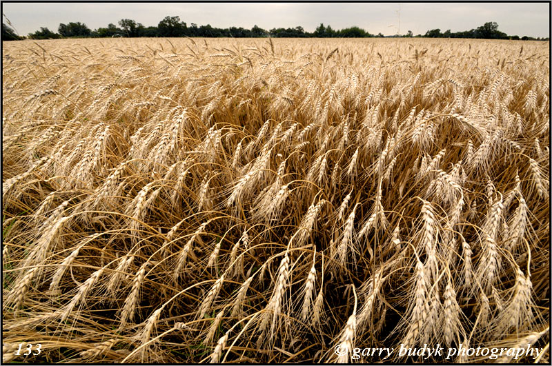                                                                                                                      Prairie Gold,  Portage la Prairie, Manitoba