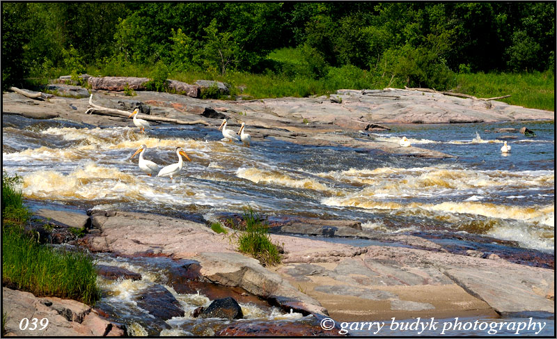 American White Pelicans, Whitemouth Falls Provincial Park, Manitoba