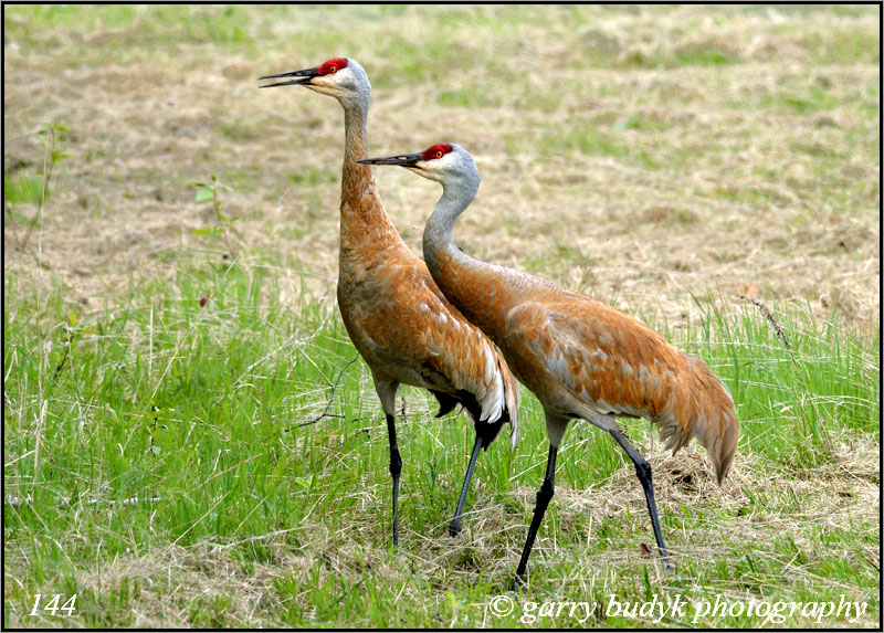 Sandhill Cranes, Alexander, Manitoba