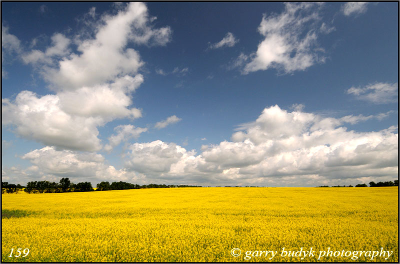                                                                                                                      Canola and Prairie Sky,  Winkler, Manitoba