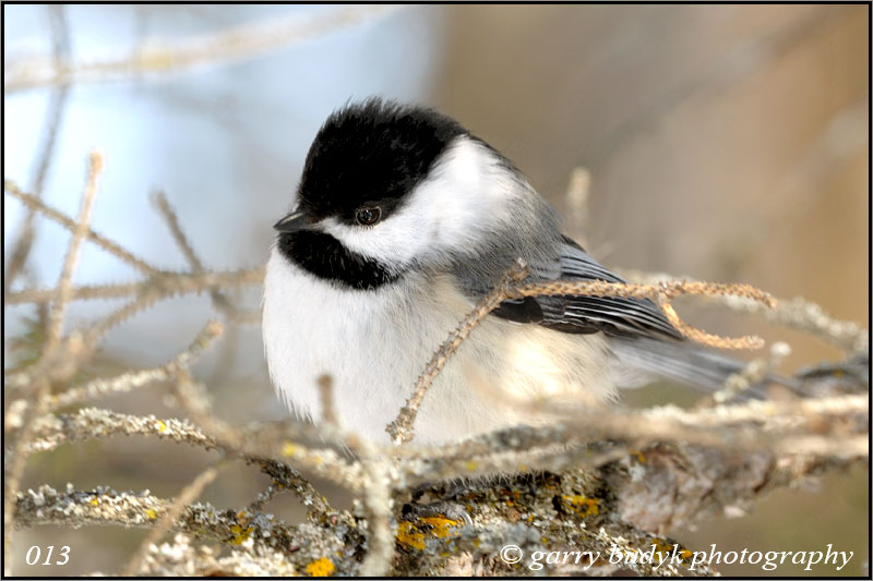 /Birds/ imagesofmanitoba