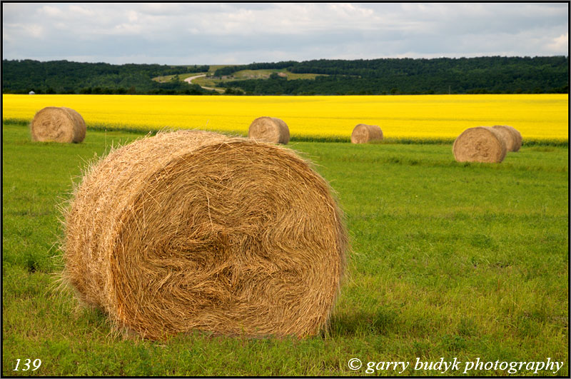                                                                                                                    Canola and Bales,  Pembina Valley, Manitoba