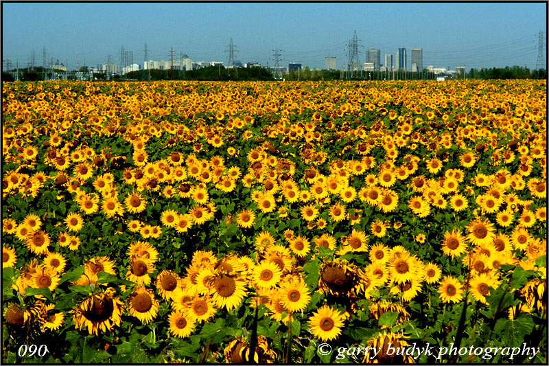Sunflower Field, near Winnipeg, Manitoba