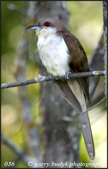 Balck-billed Cuckoo, Miami, Manitoba