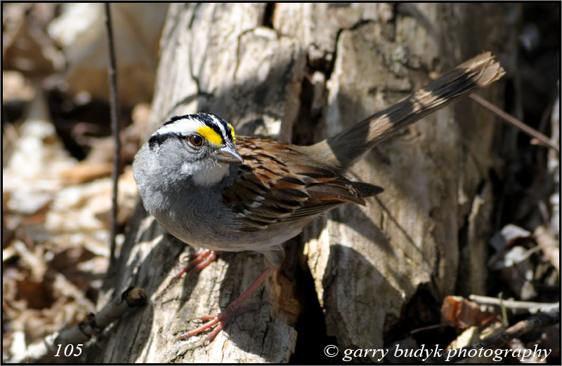 White-throated Sparrow, Grand Beach Provincial Park, Manitoba
