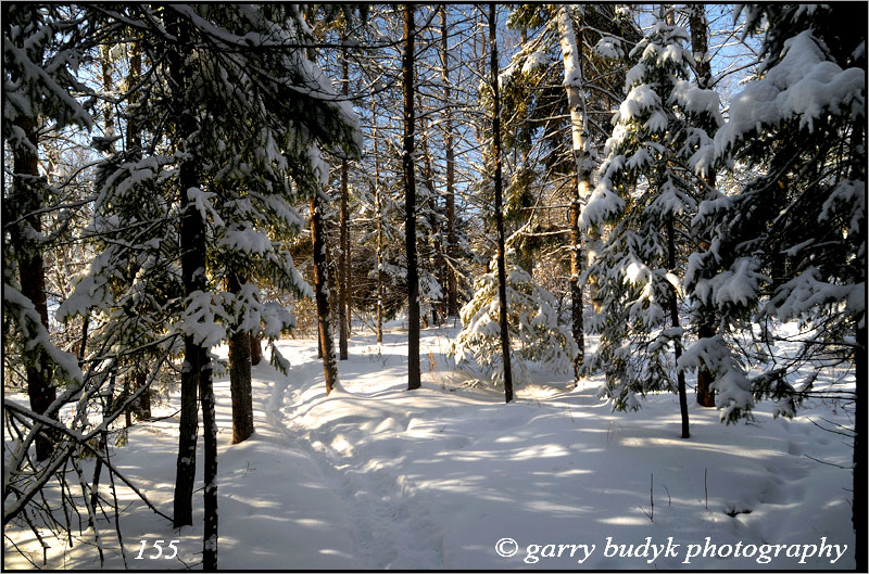 Forest In Winter, Birds Hill Provincial Park, Manitoba