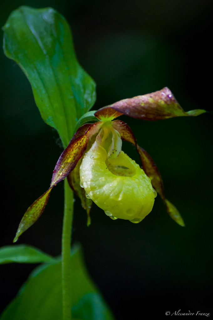 Orchidea Scarpetta di Venere