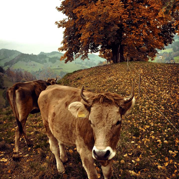Von Kuhfladen und Biohasen.