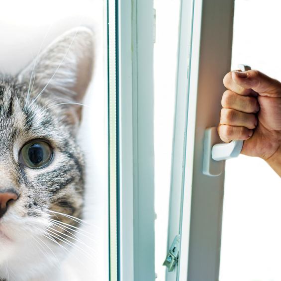 Problem Kippfenster - unterschätzte Gefahr für Hauskatzen