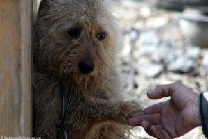 Hundehilfe Polen