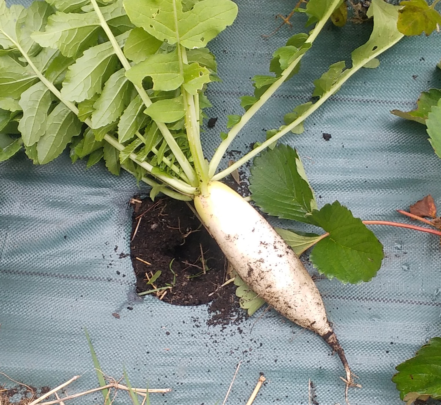 雑草地帯に大根が