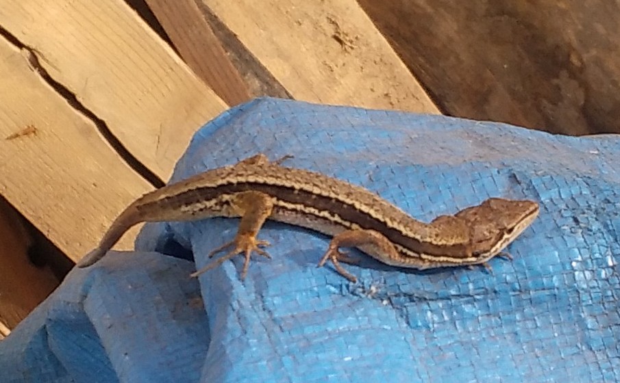 カナギッチョ