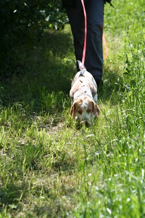 Foto: Andreas Bumb, Waffle verfolgt eine Schleppenspur (Beagletrainingswoche mit Christiane Ostermeier)