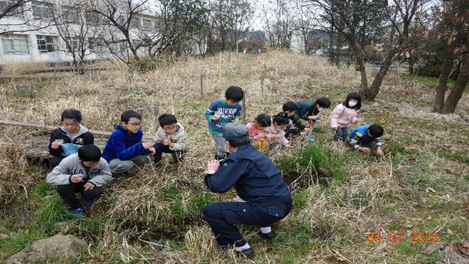 ホタル社西の会会長の山下氏（写真手前）の指導の下に、育ててきたゲンジボタル幼虫をビオトープに放流しているところ