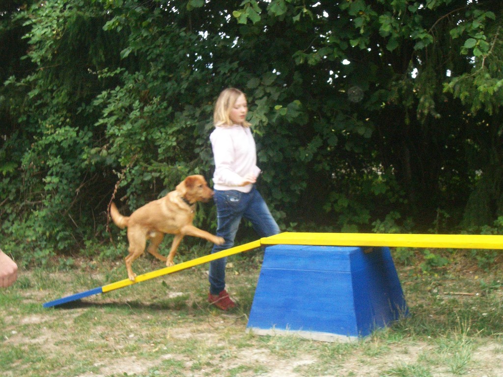 Agility Training phuketdogresortandspa