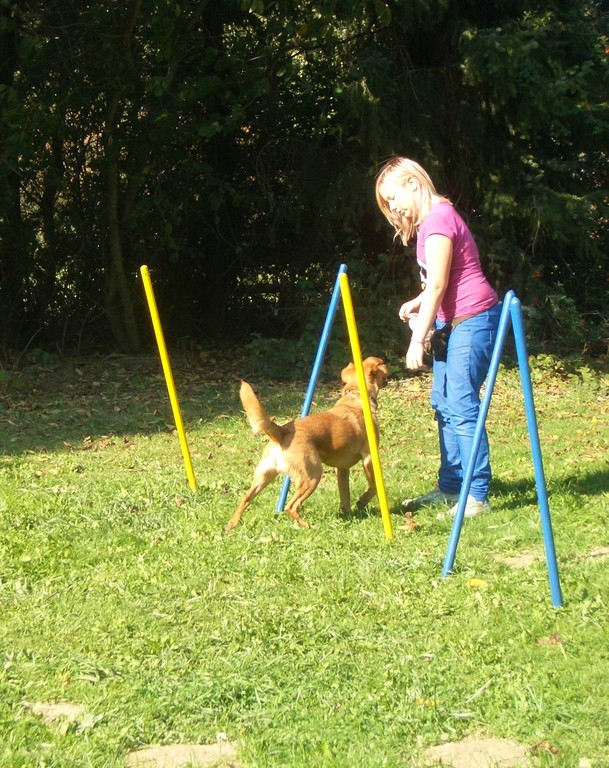Agility Training phuketdogresortandspa