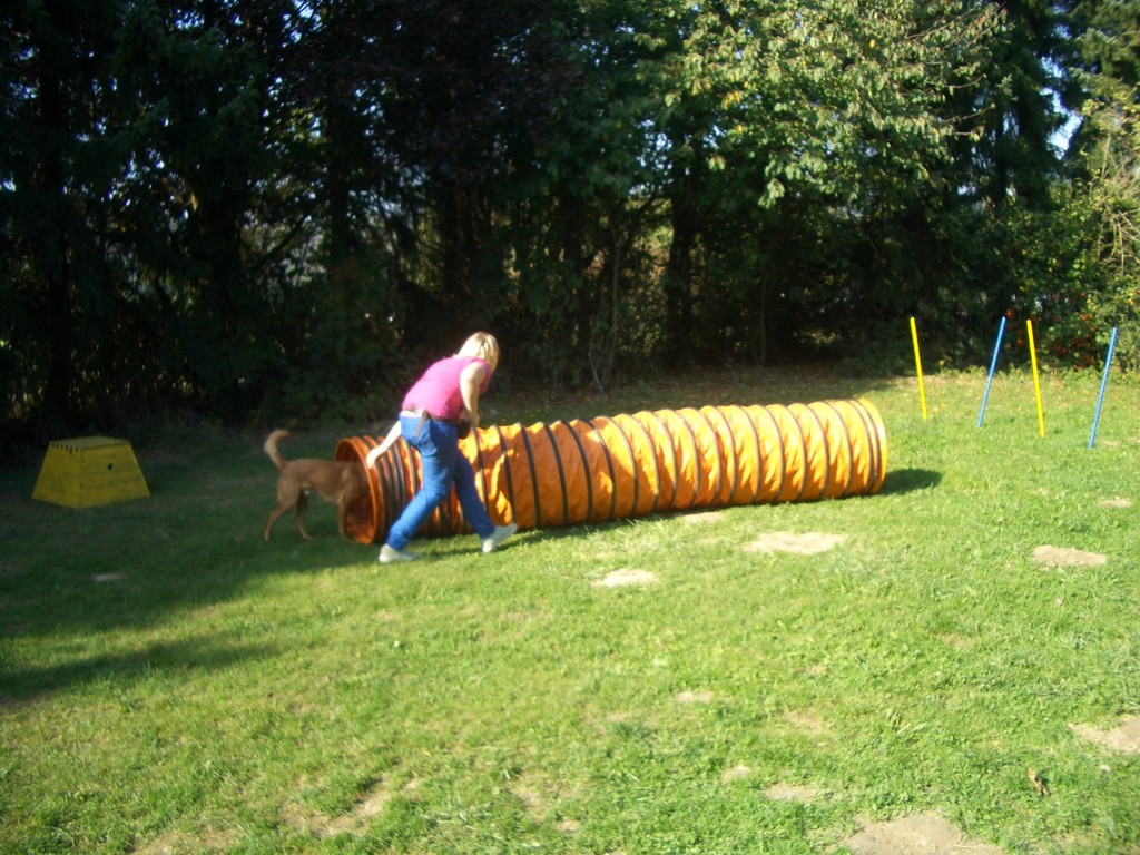 Agility Training phuketdogresortandspa