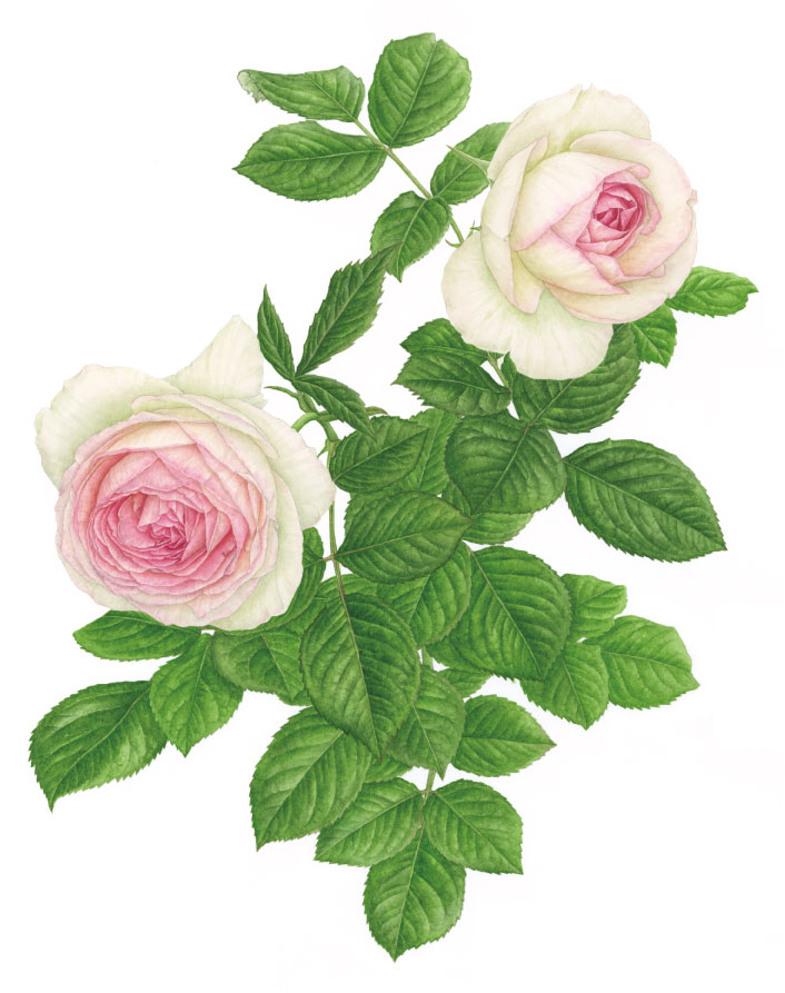 ボタニカルアート 絵画 YAN ROSE 蝶 フラワー botanical art class | michie-botanical-rose