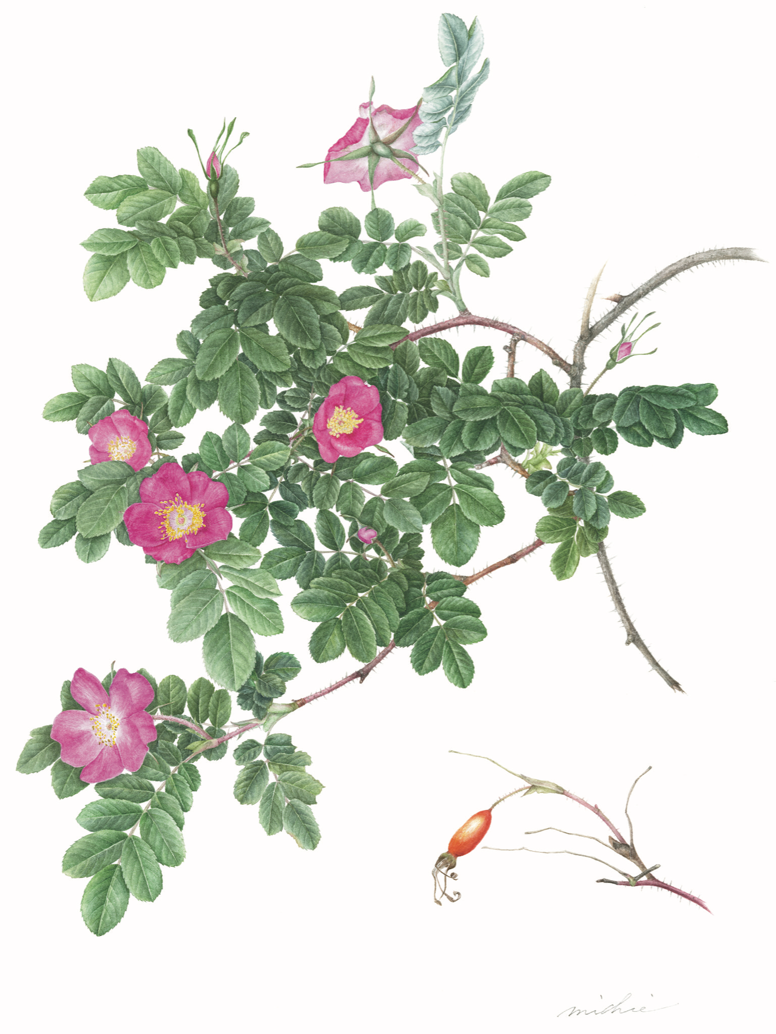 Rosa nipponensis Crep. (タカネバラ）