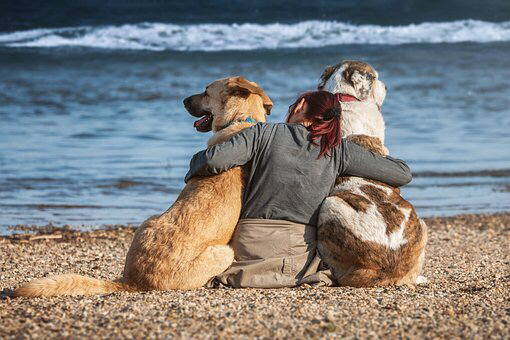 LAID BACK DOGS COMPANY（レイドバックドッグスカンパニー）犬の行動心理カウンセリング