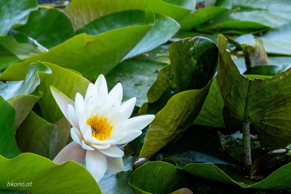 Seerose, Aspang, Rösslerpark