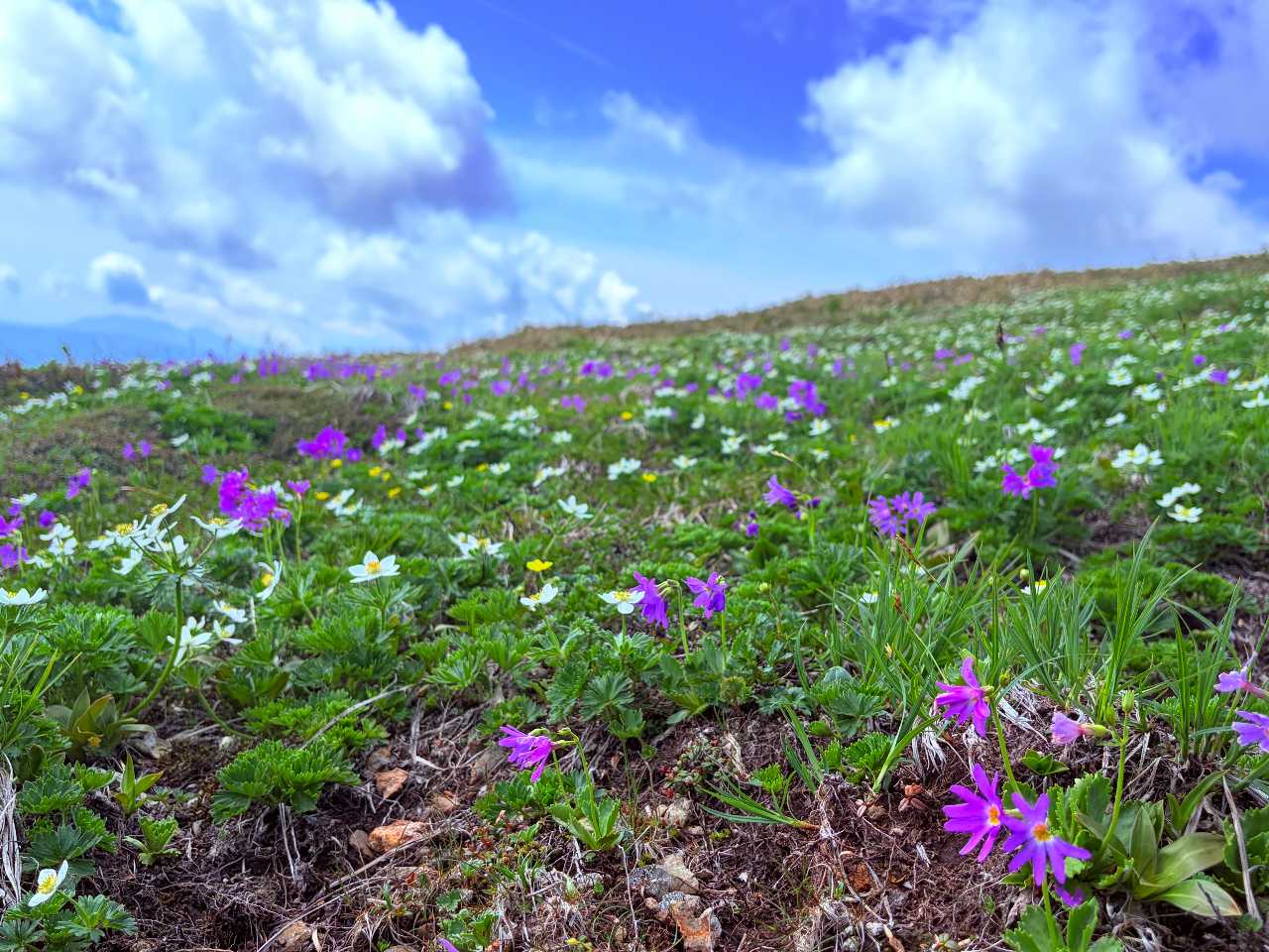 2026年6月13日　平標山・仙ノ倉山