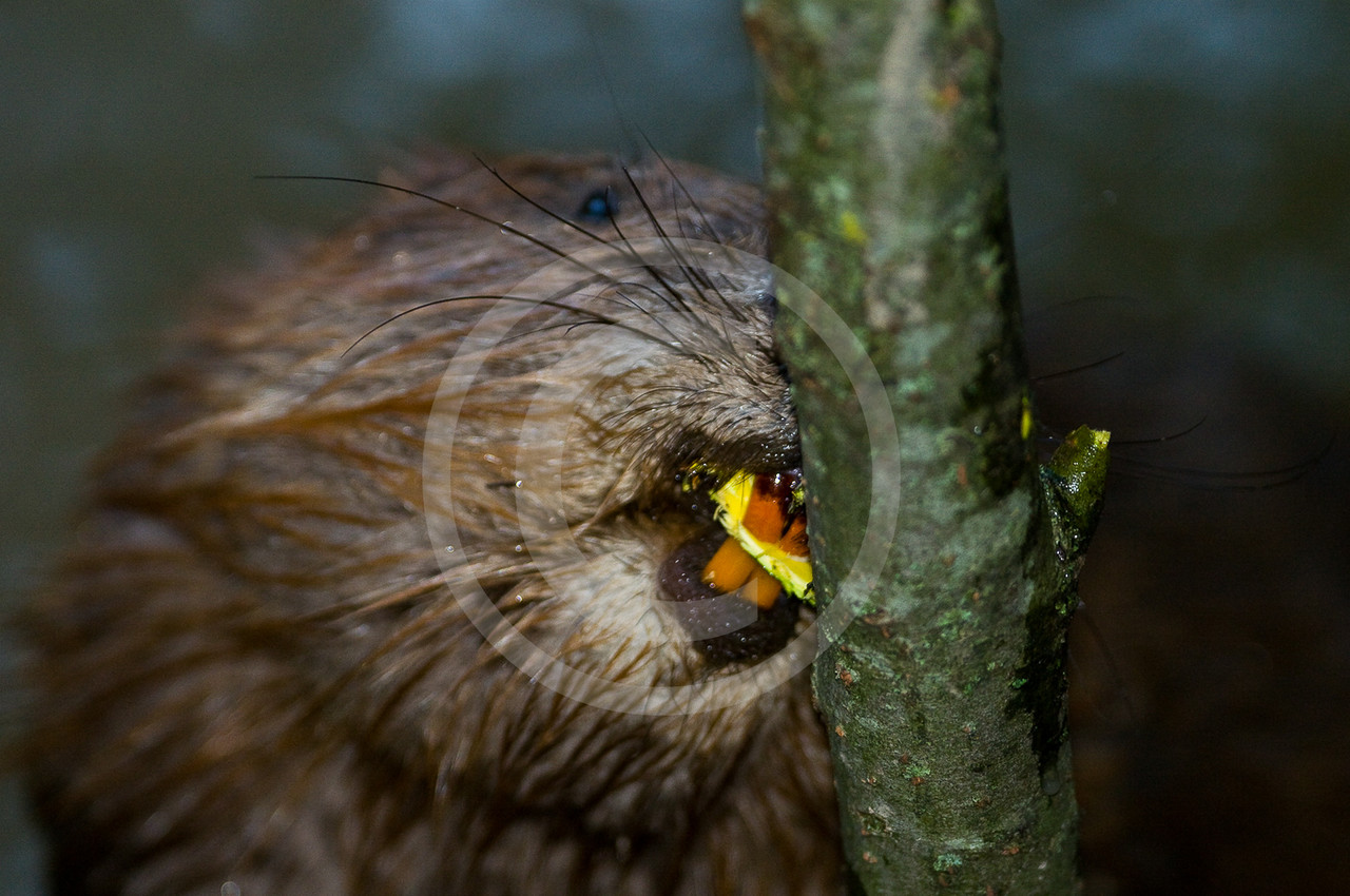 Nahrung - Biber, Bilder, Fotos, Biologie, Informationen