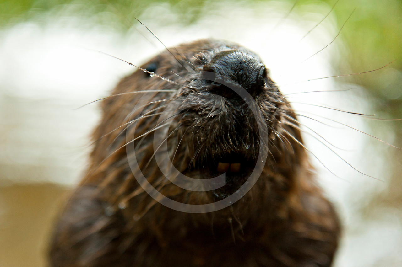 Tastsinn Biber, Bilder, Fotos, Biologie, Informationen