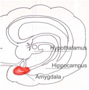 Amygdala the root of anxiety