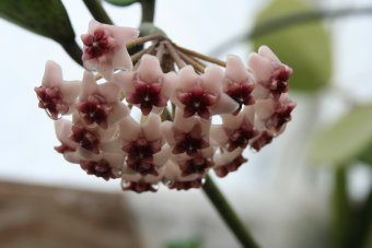 Hoya pauciflora /"cutting/"