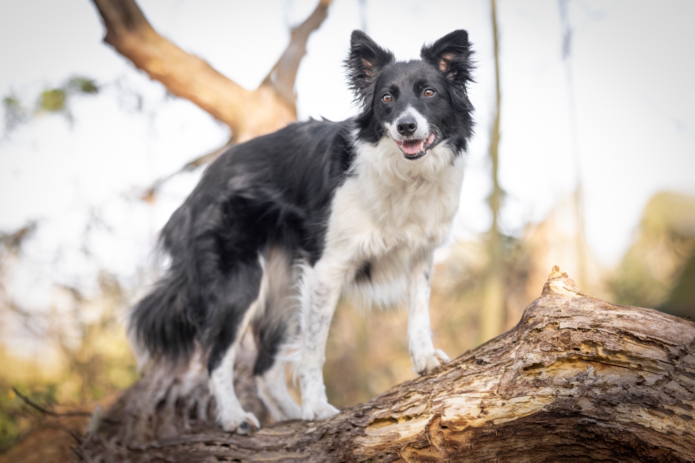 Quince tree border collies online